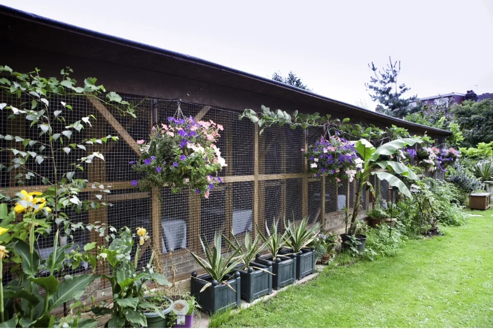 Creature Comforts Cattery - Ealing pet otel görseli 3