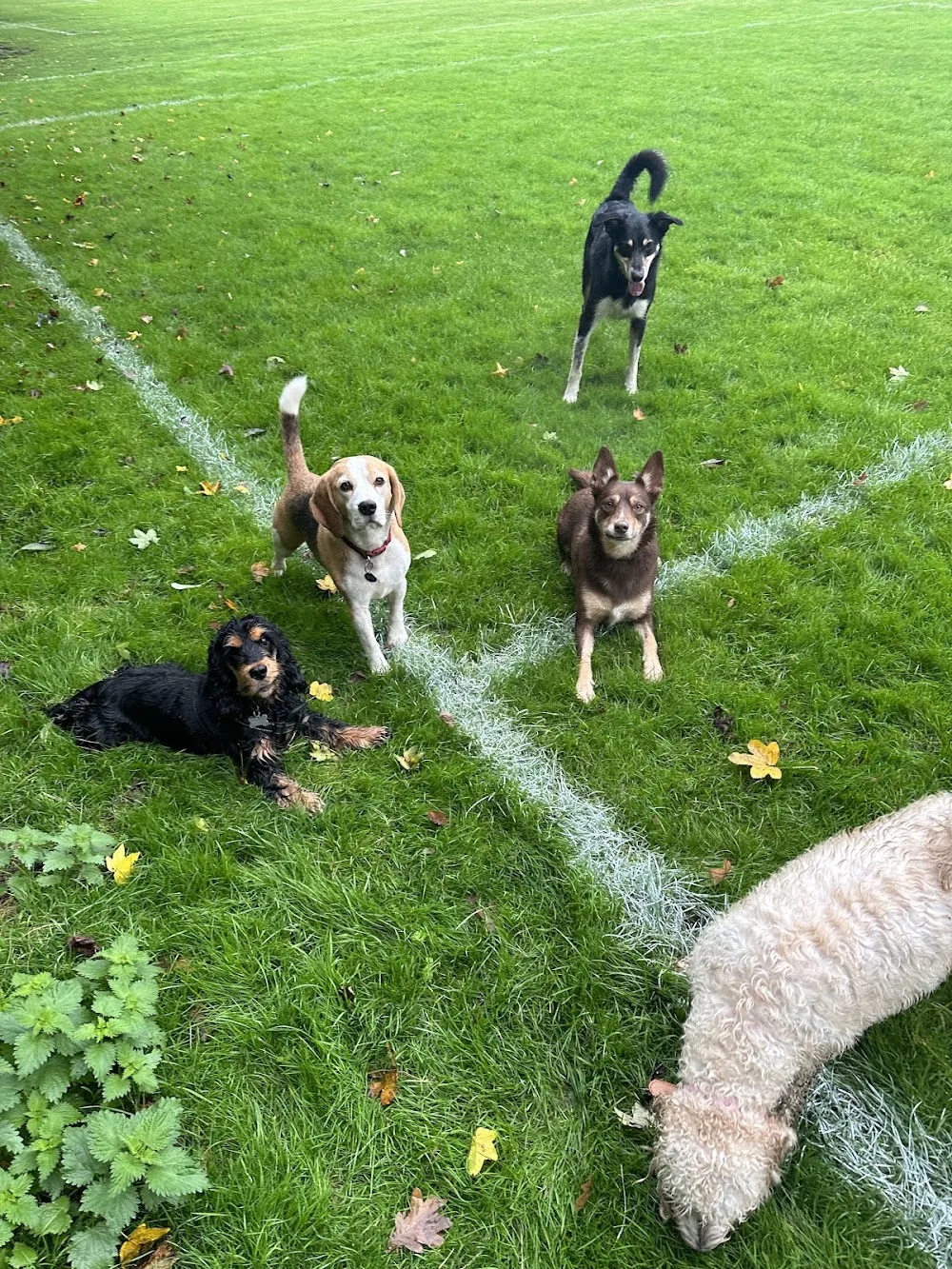 Helens pet service - Dog boarding, dog day care, dog walking and cat sitting - Ealing pet otel