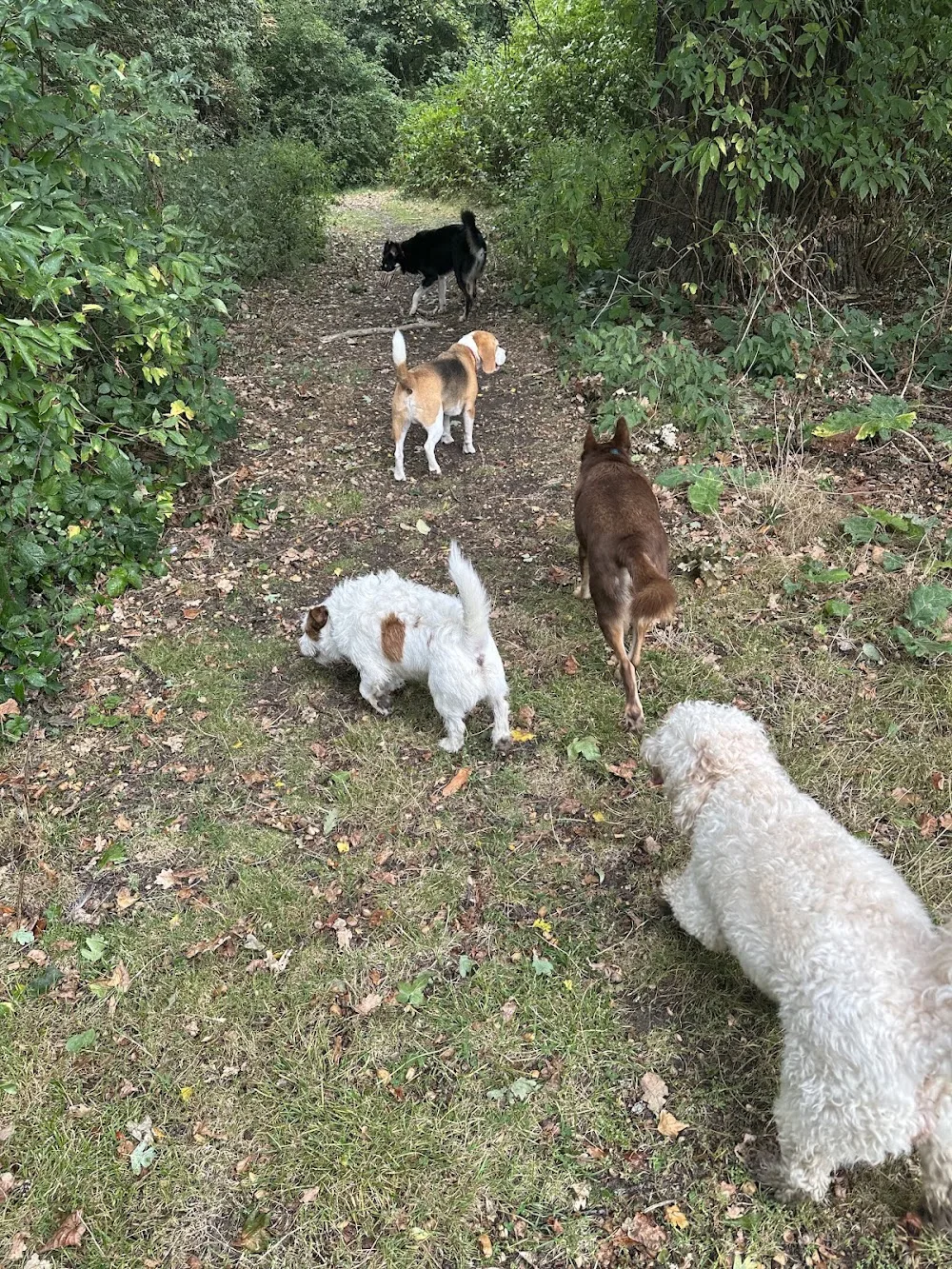 Helens pet service - Dog boarding, dog day care, dog walking and cat sitting - Ealing pet otel görseli 3
