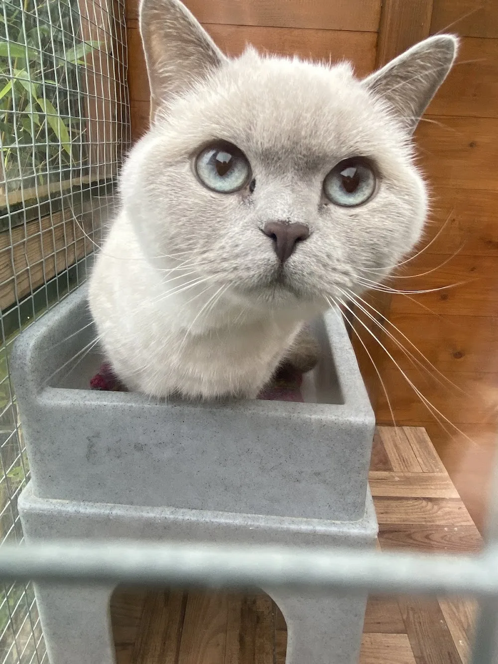 Paws Cattery - Ealing pet otel görseli 2
