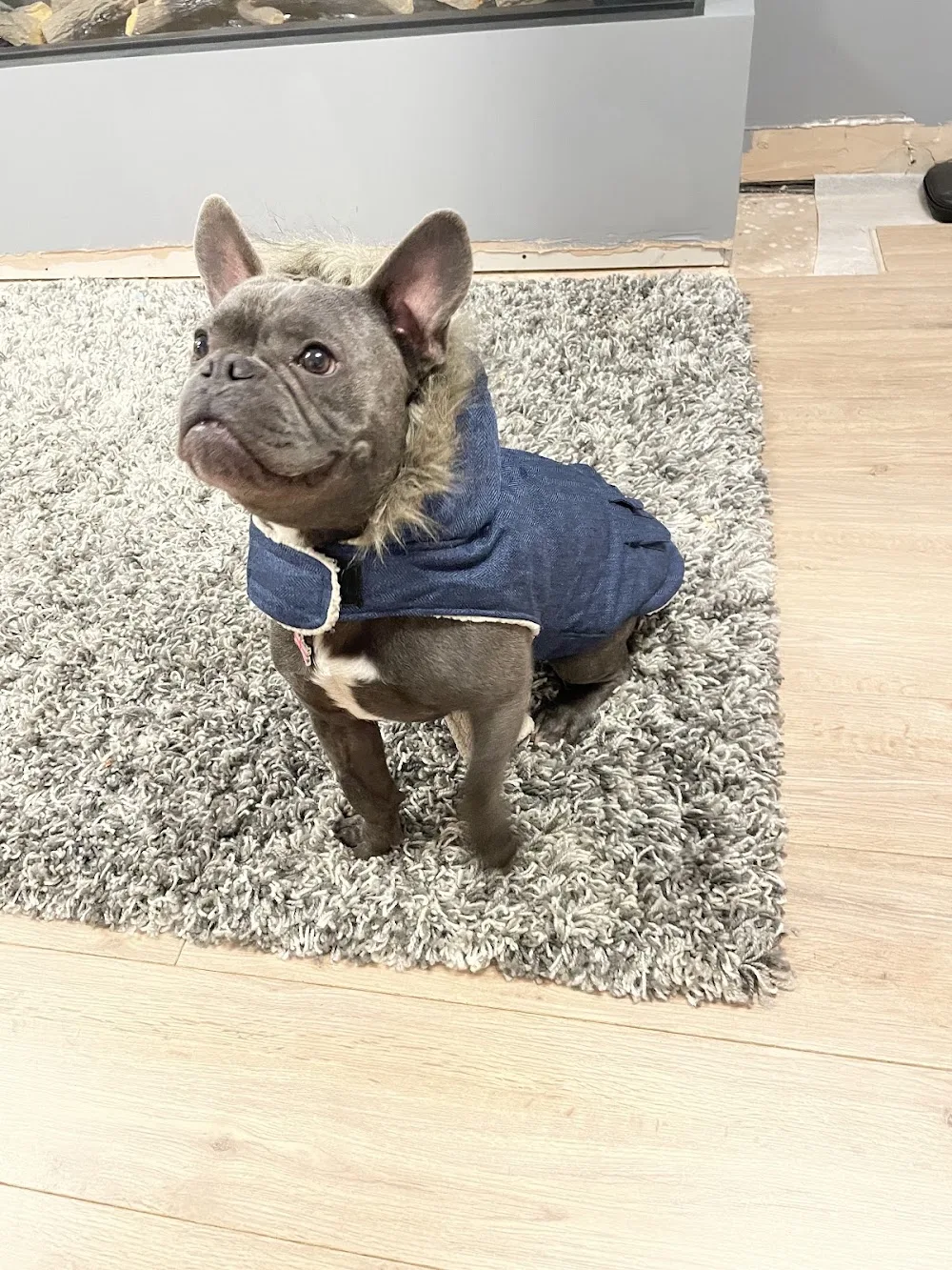 Square House Kennels - Ealing pet otel görseli 2