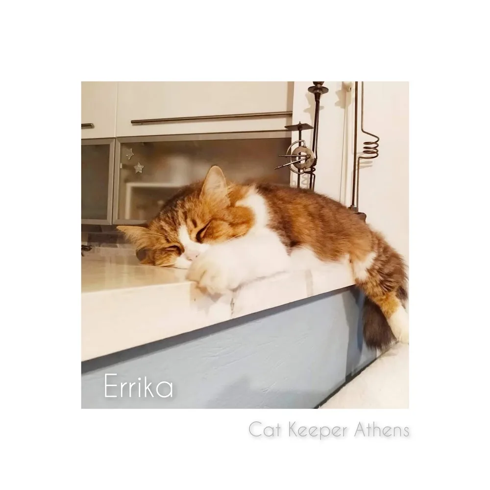 Cat Keeper Athens - East Attica pet otel görseli 3