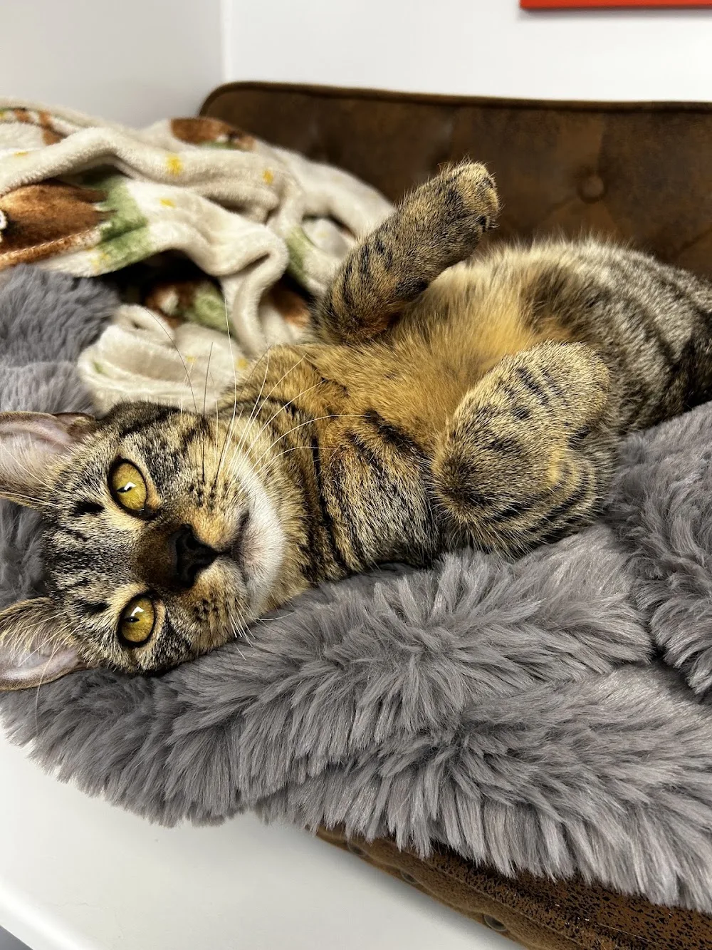 Garfield’s Luxury Cattery & Small animal boarding - East Ayrshire pet otel görseli 2