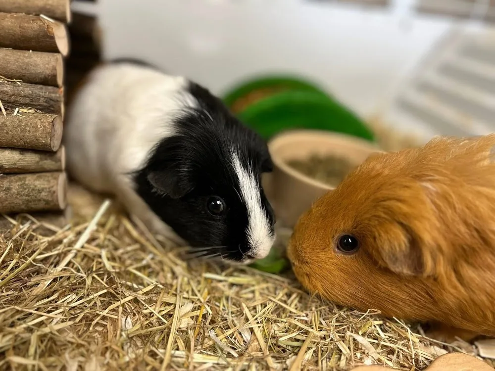 Garfield’s Luxury Cattery & Small animal boarding - East Ayrshire pet otel görseli 3