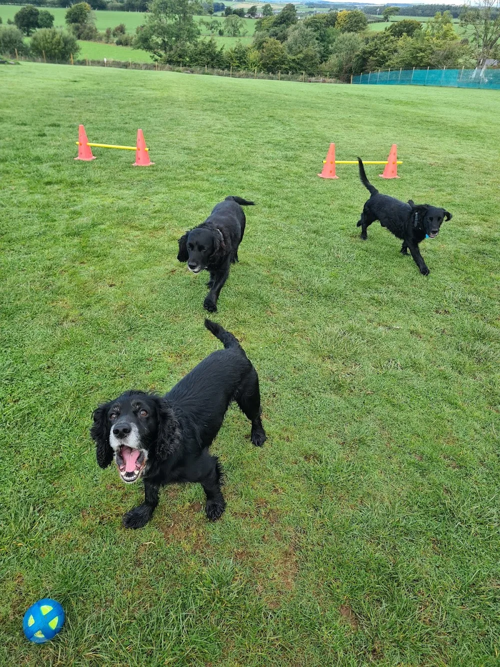 Pebbles Pals Doggy Day Care & Home Boarding - East Ayrshire pet otel