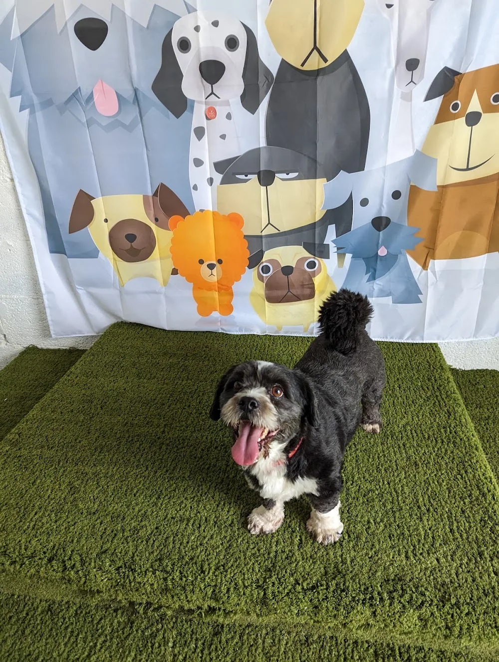 Pebbles Pals Doggy Day Care & Home Boarding - East Ayrshire pet otel görseli 3