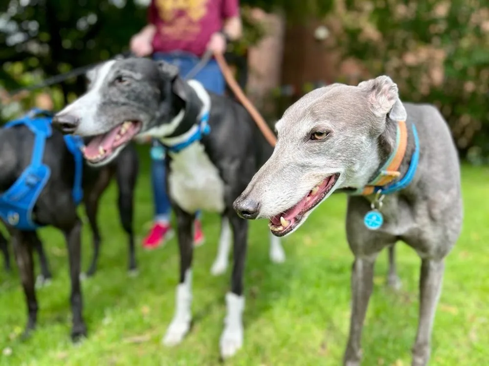 Ancroft Hounds - East Dunbartonshire pet otel