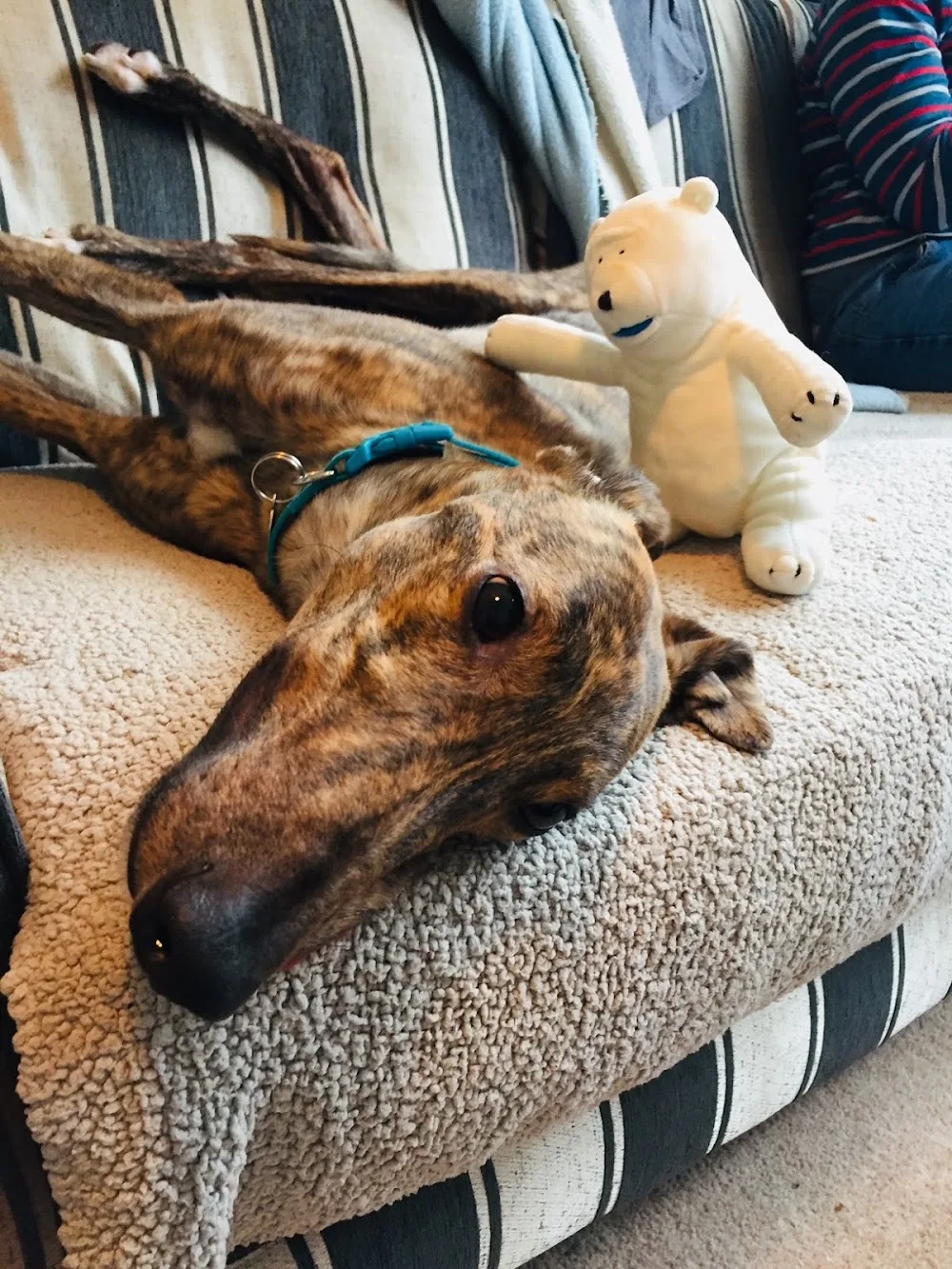 Ancroft Hounds - East Dunbartonshire pet otel görseli 3