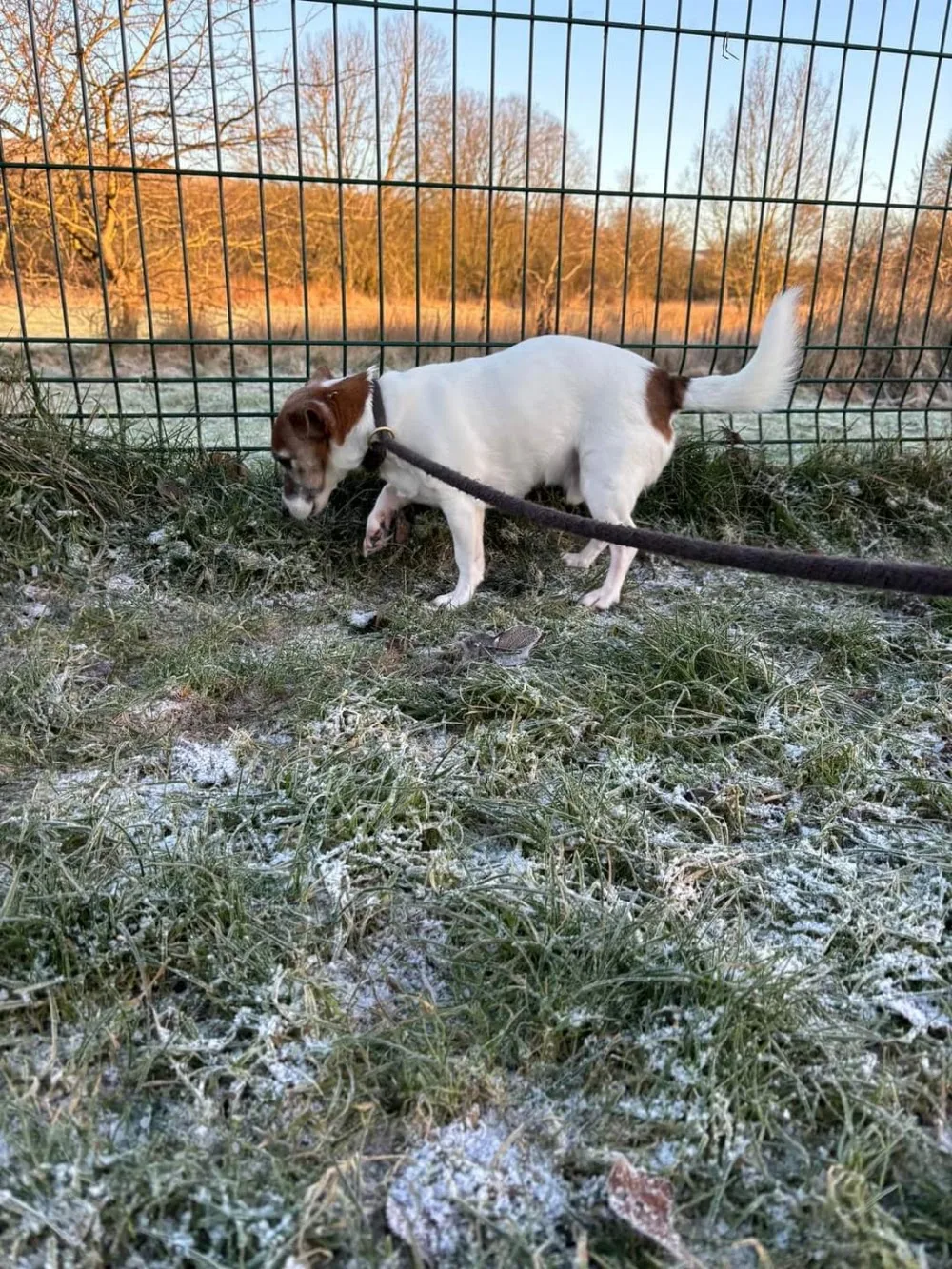 Birdston Kennels - East Dunbartonshire pet otel