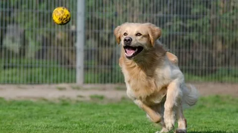 Burnbank Pet Hotel - East Dunbartonshire pet otel