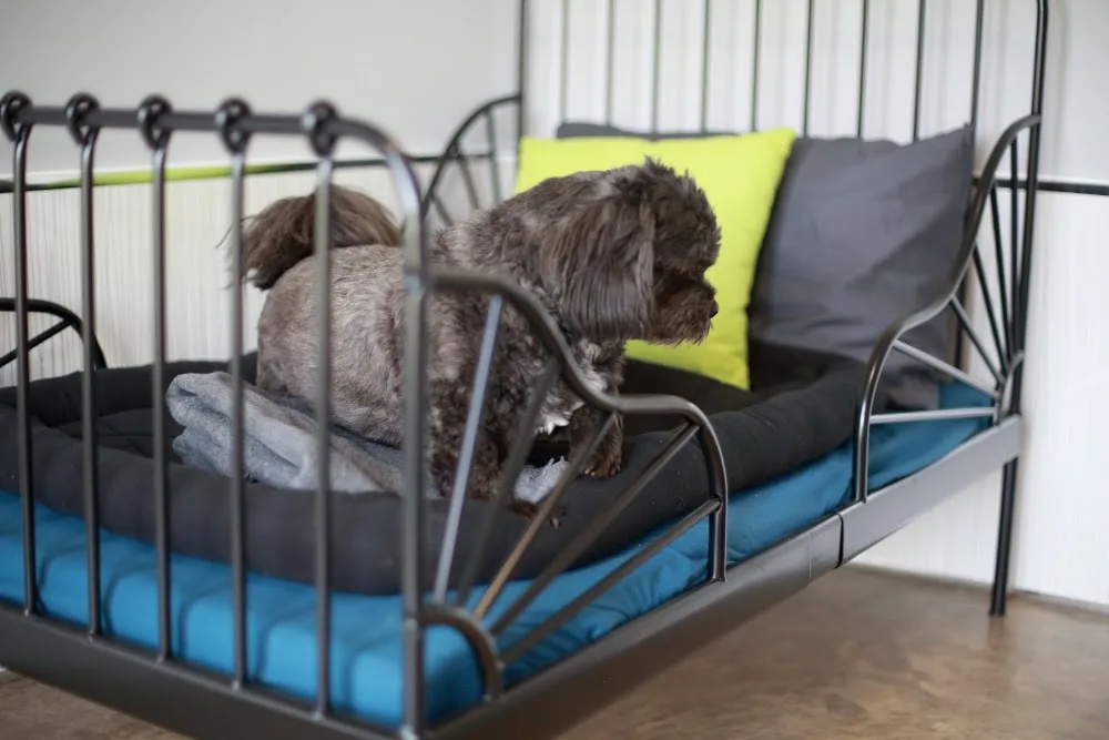 EK Hotel For Dogs - East Dunbartonshire pet otel görseli 3