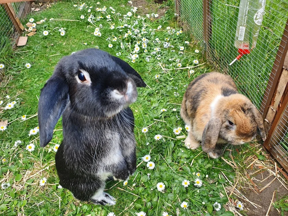 Furry Friends Hotel Rabbit & Small Animal Boarding . - East Dunbartonshire pet otel