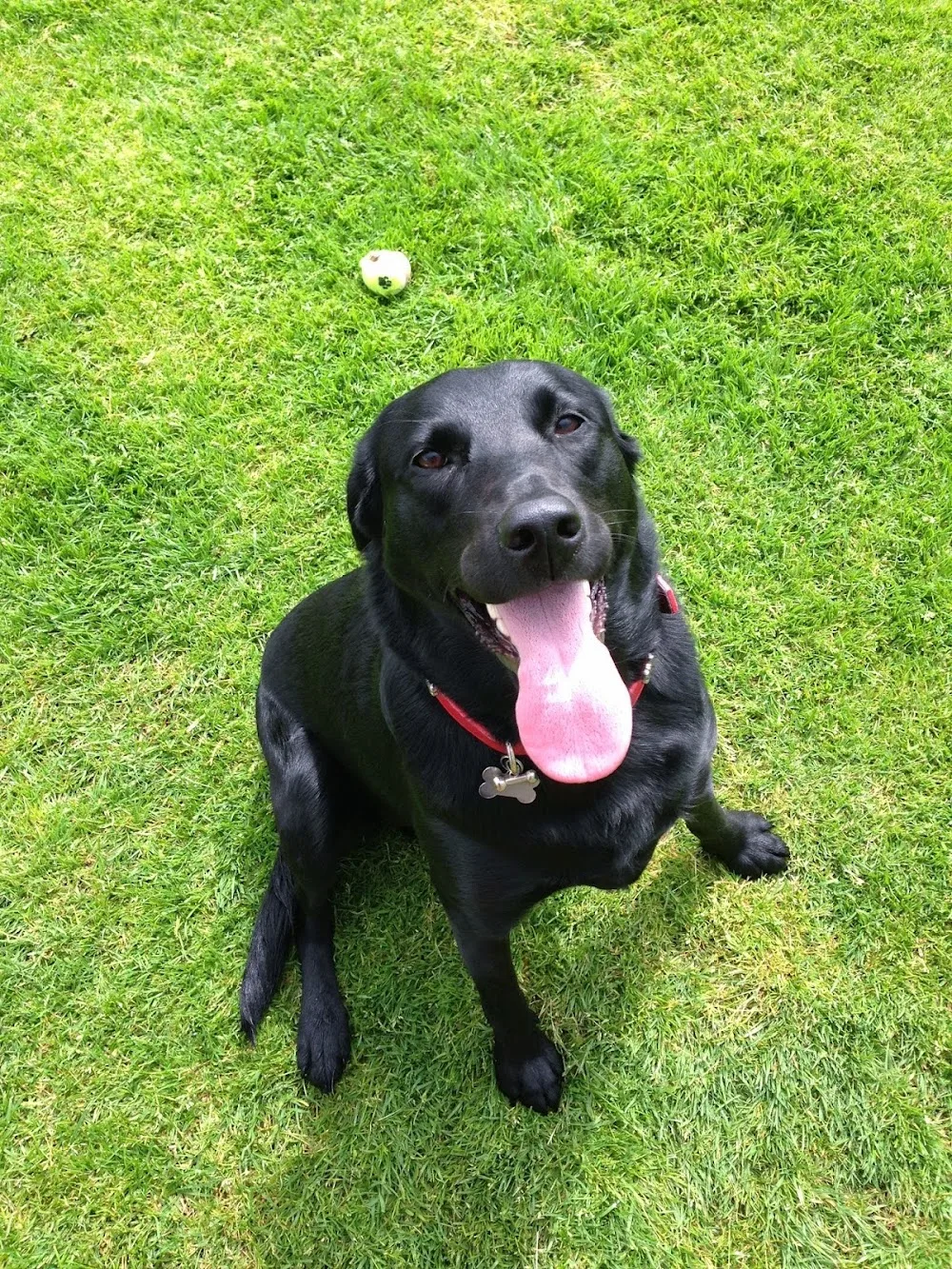 Glenview Boarding Kennels - East Dunbartonshire pet otel