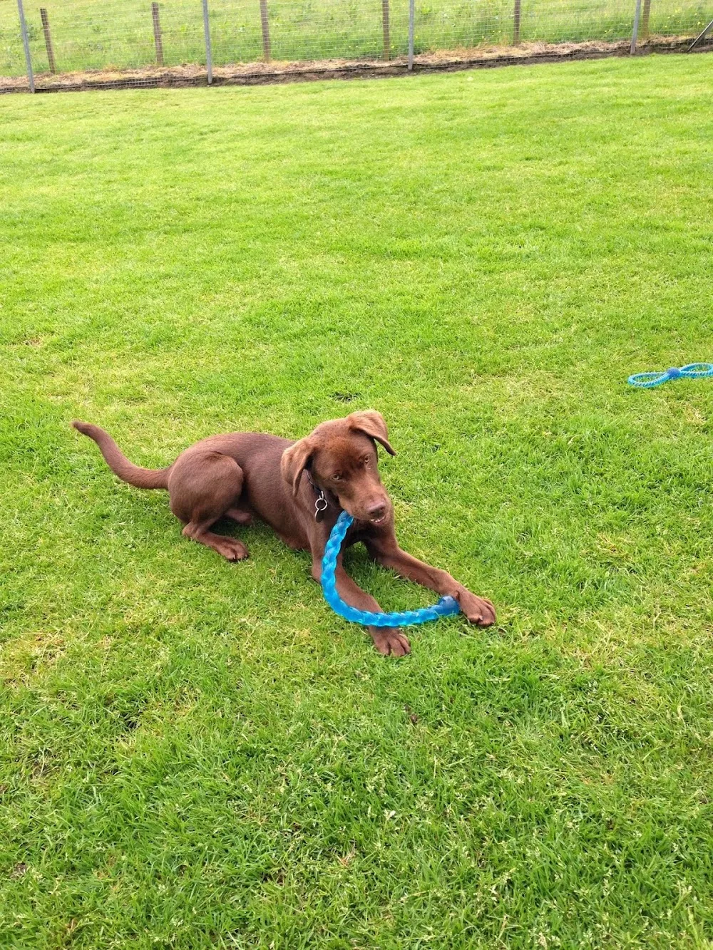 Glenview Boarding Kennels - East Dunbartonshire pet otel görseli 3