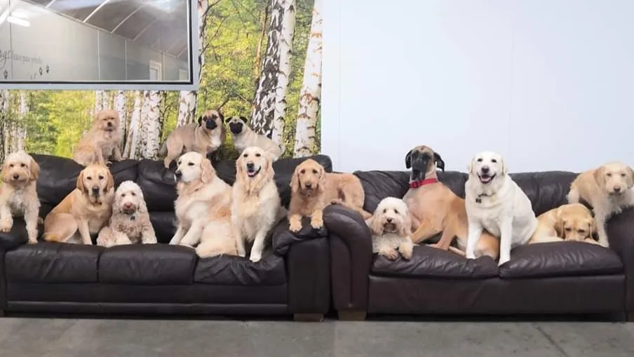 Mearns Canine Lodge - East Dunbartonshire pet otel