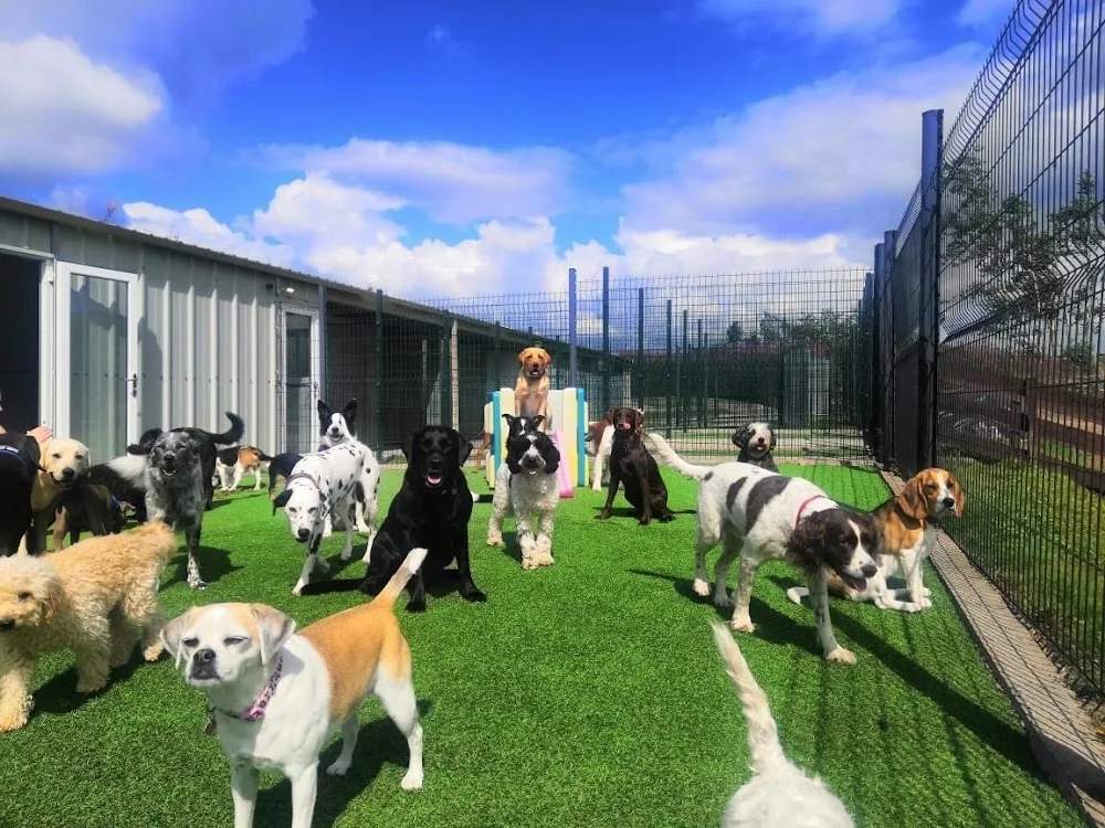 Mearns Canine Lodge - East Dunbartonshire pet otel görseli 3