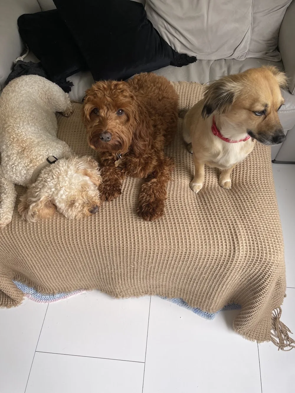 Paws Here Scotland Dog Boarding Day Care - East Dunbartonshire pet otel