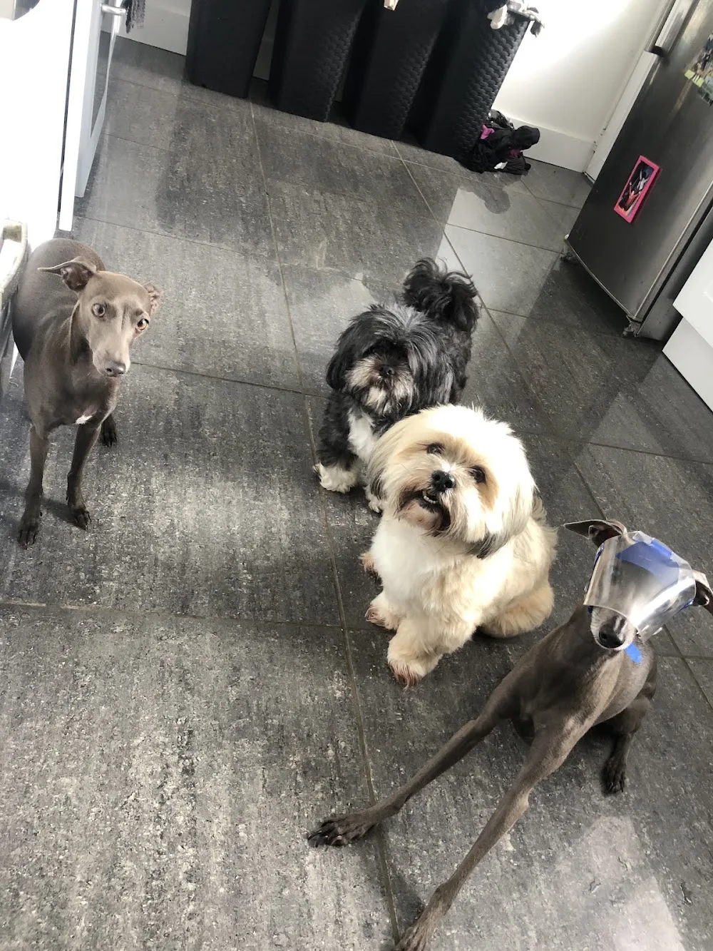 Paws Here Scotland Dog Boarding Day Care - East Dunbartonshire pet otel görseli 3
