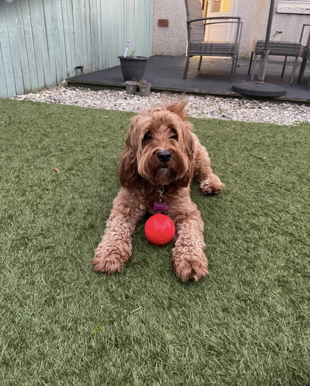PetStay Glasgow - East Dunbartonshire pet otel
