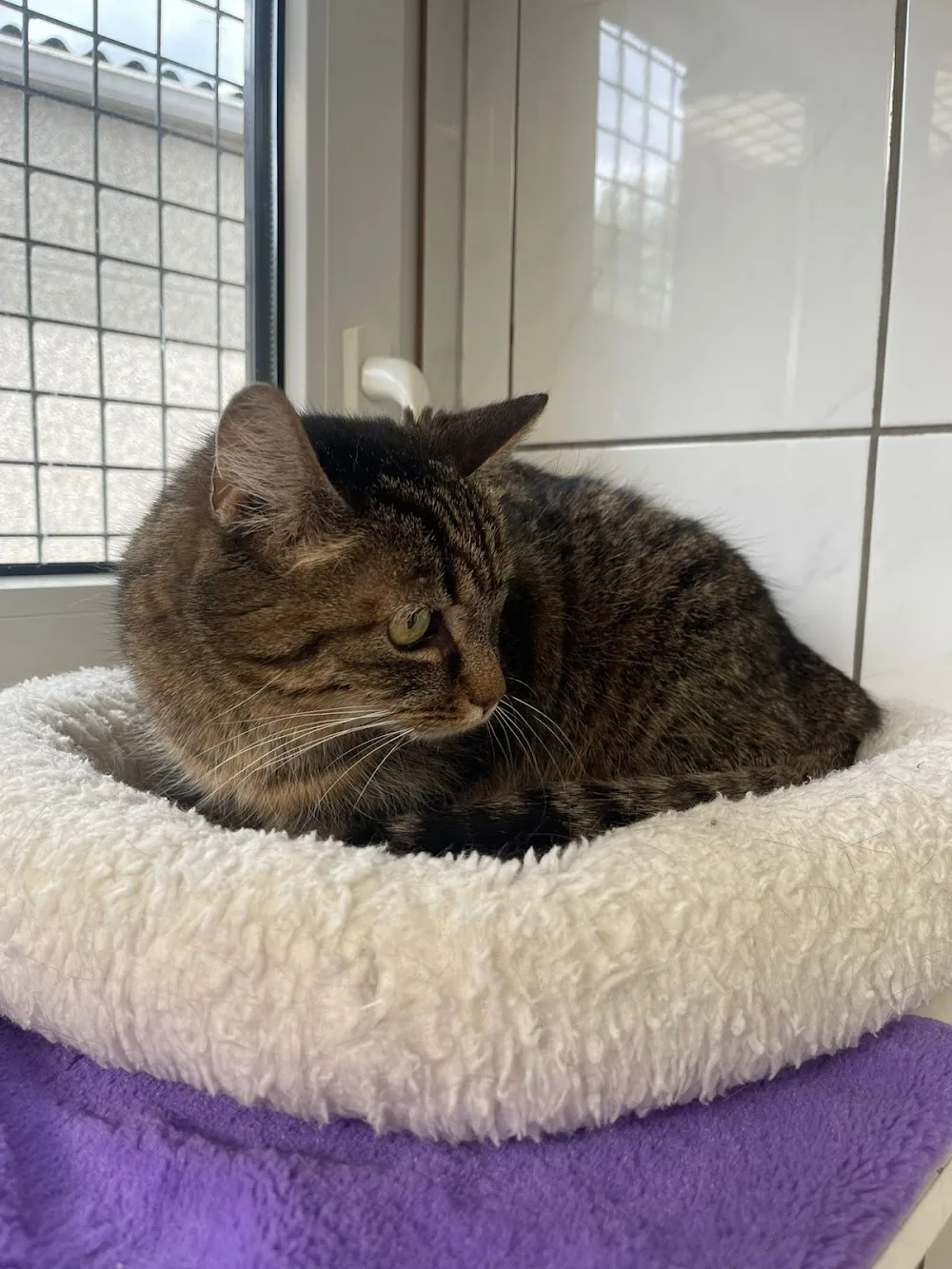 Kattenpension De Kattenhoek - East Flanders pet otel görseli 2