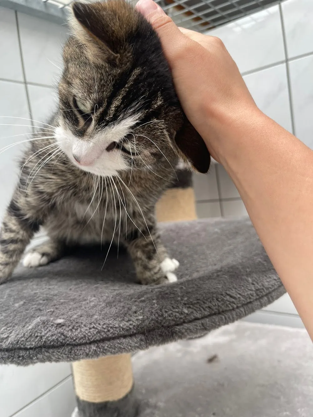 Kattenpension De Kattenhoek - East Flanders pet otel görseli 3