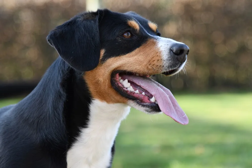 Kennel Van het Cotthemhof - East Flanders pet otel görseli 2
