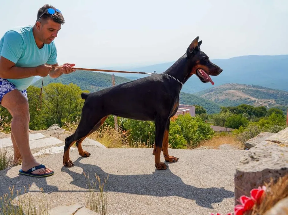 Defender of Bulgaria kennel - East Macedonia and Thrace pet otel