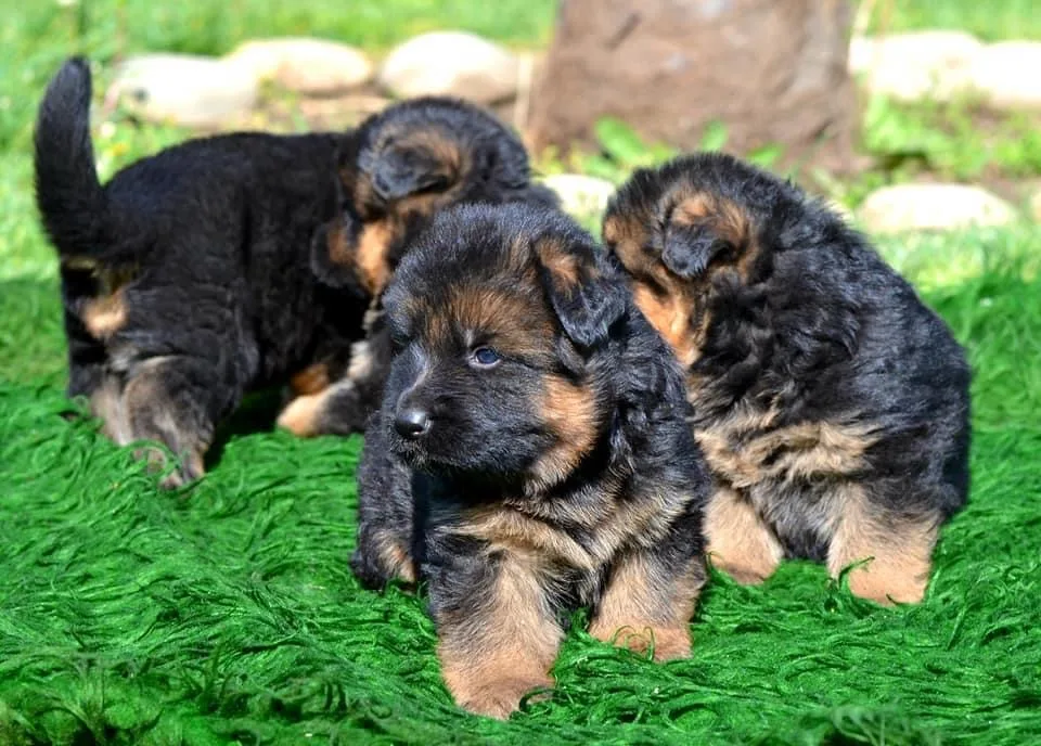 Kennel Von Seltsi - East Macedonia and Thrace pet otel görseli 3