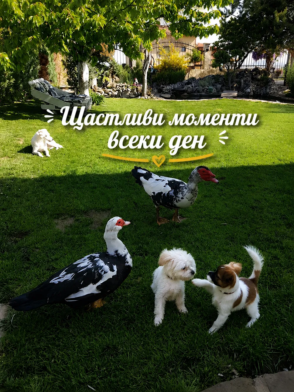 Лапички Гушки -Хотел за кучета Марково - East Macedonia and Thrace pet otel
