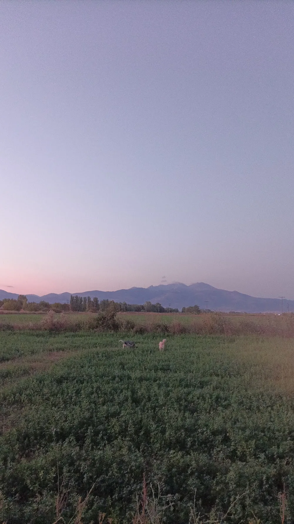 Veterinarian - East Macedonia and Thrace pet otel