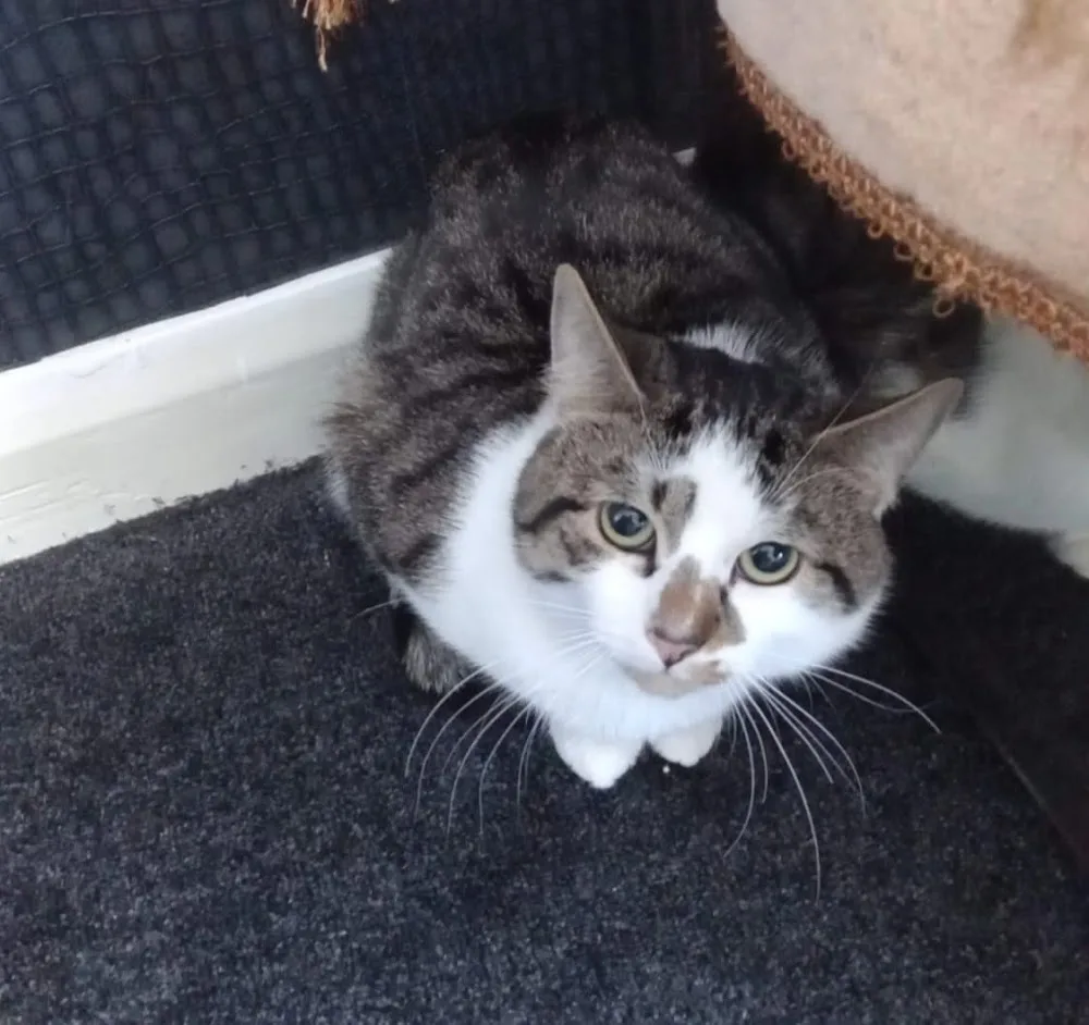 Bella's cattery+Cat home care - East Renfrewshire pet otel