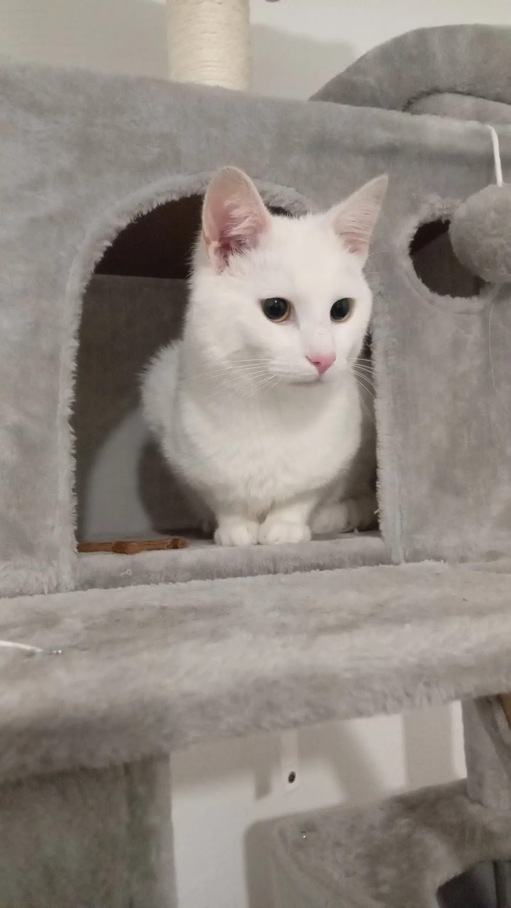 Bella's cattery+Cat home care - East Renfrewshire pet otel görseli 3