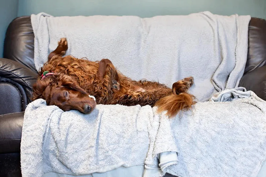 Bonnyton Farm Doggy Daycare & Kennels - East Renfrewshire pet otel