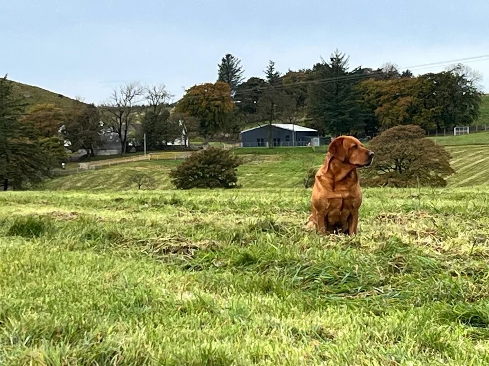 Canine Country Lodge - East Renfrewshire pet otel