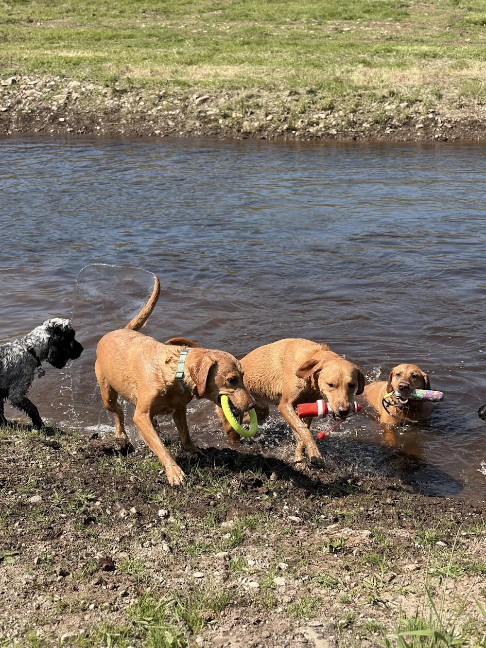 Canine Country Lodge - East Renfrewshire pet otel görseli 3