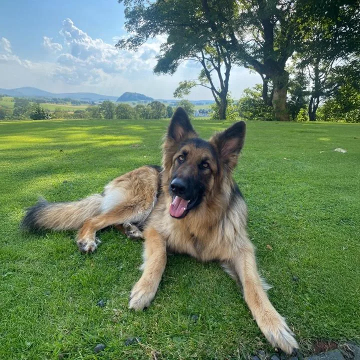 Loudounhill Country Bark - East Renfrewshire pet otel