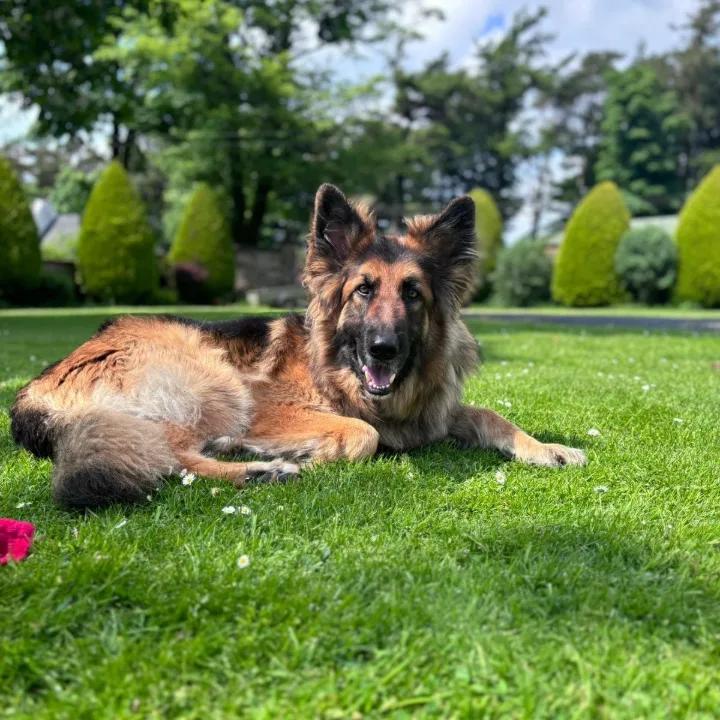 Loudounhill Country Bark - East Renfrewshire pet otel görseli 3