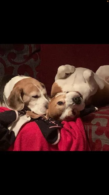 Maddie's Mutts - East Renfrewshire pet otel görseli 2