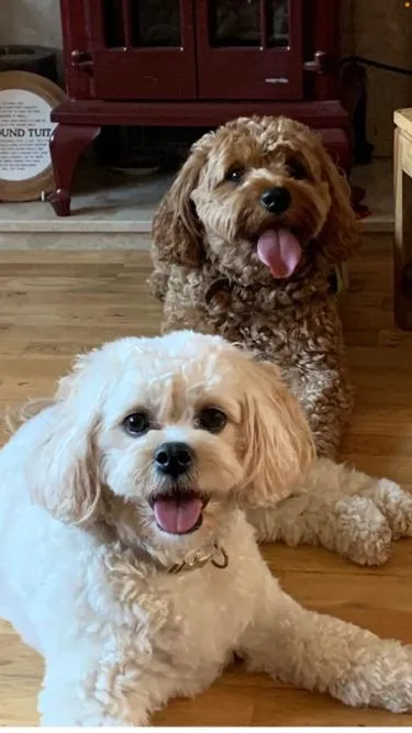Maddie's Mutts - East Renfrewshire pet otel görseli 3