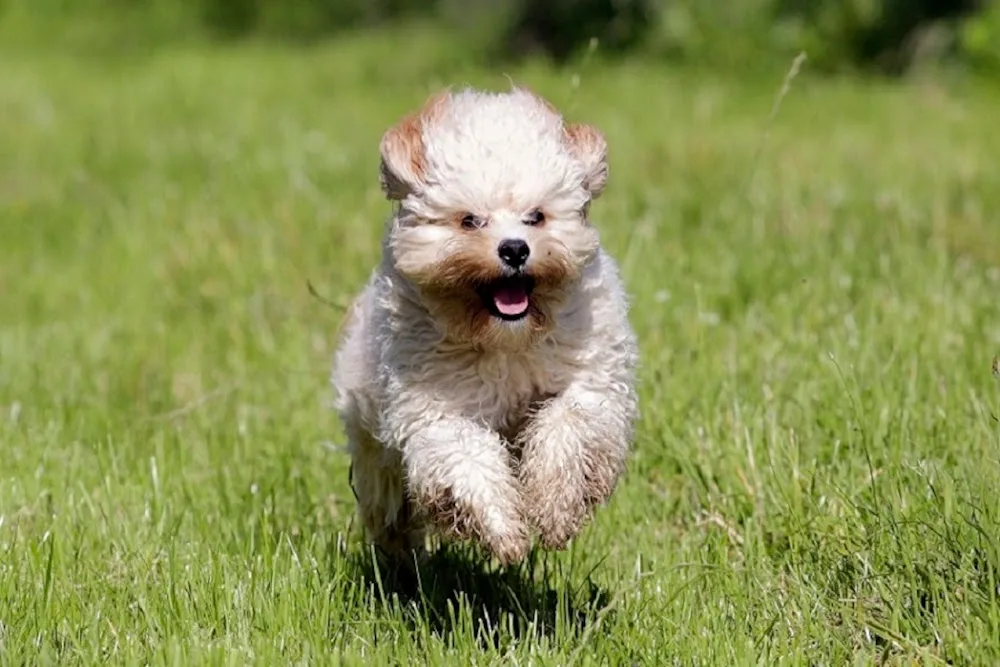North Glassock Boarding Kennels & Cattery - East Renfrewshire pet otel
