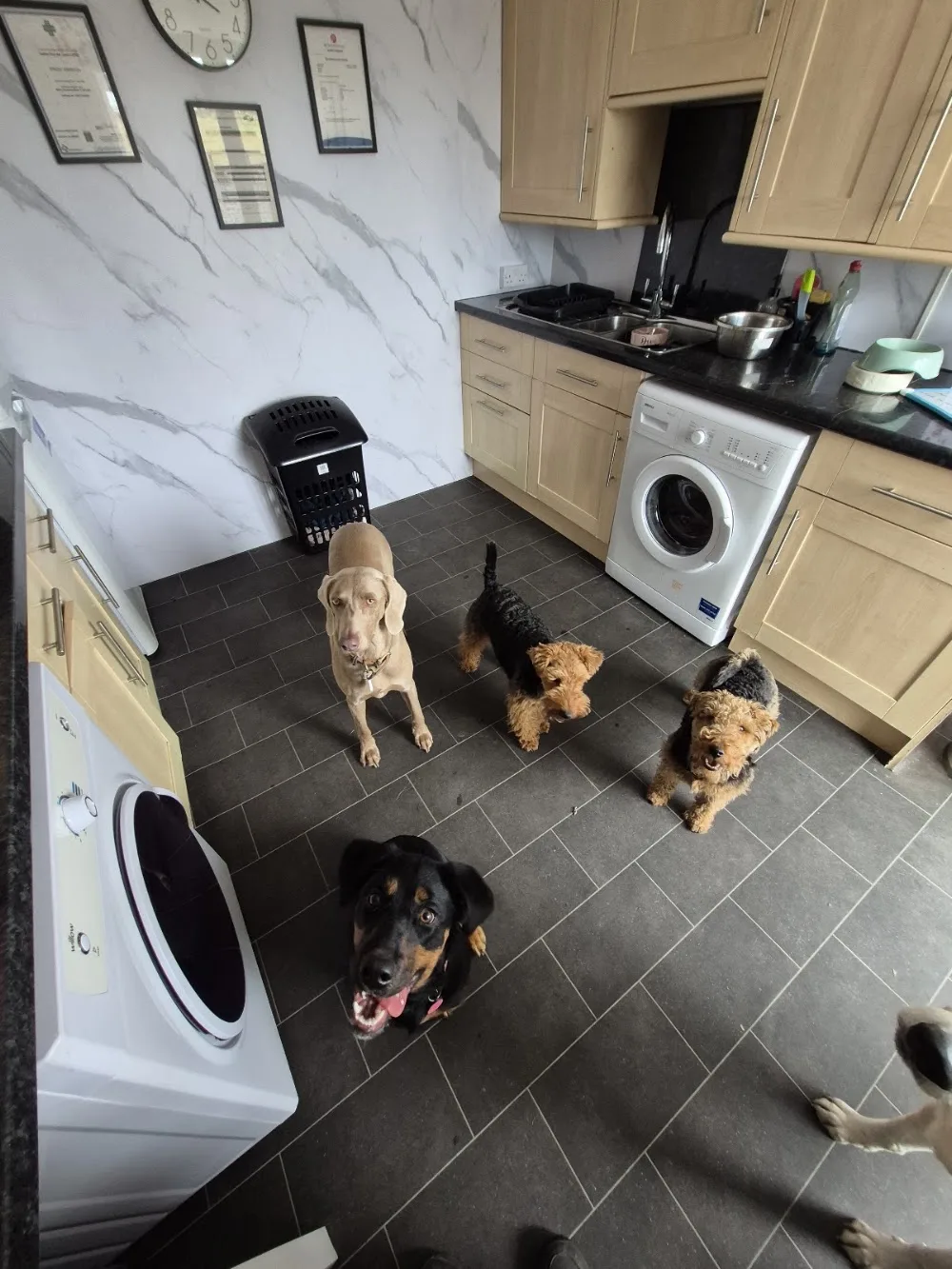 Sproulstoun Luxury Kennels - East Renfrewshire pet otel görseli 2