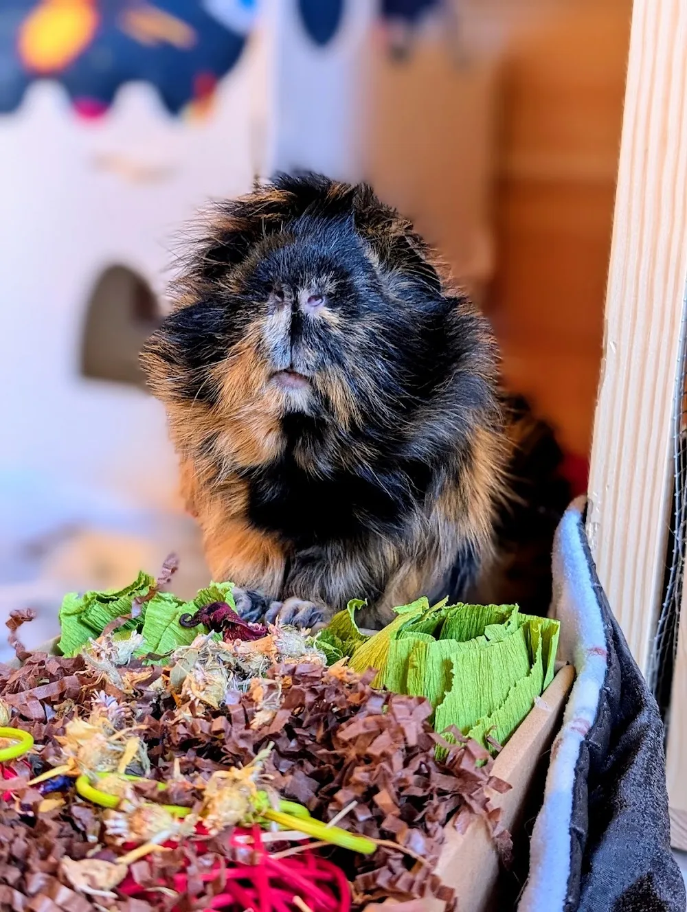 The Prancing Piggy - East Renfrewshire pet otel