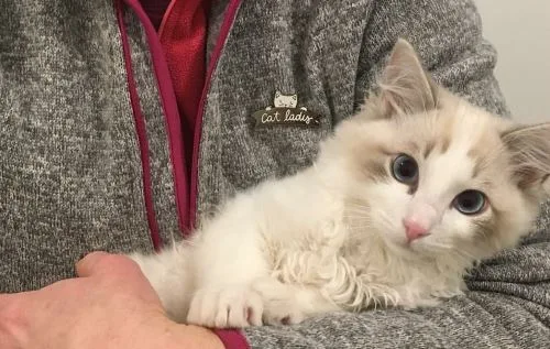 The Wee Farm Cattery - East Renfrewshire pet otel