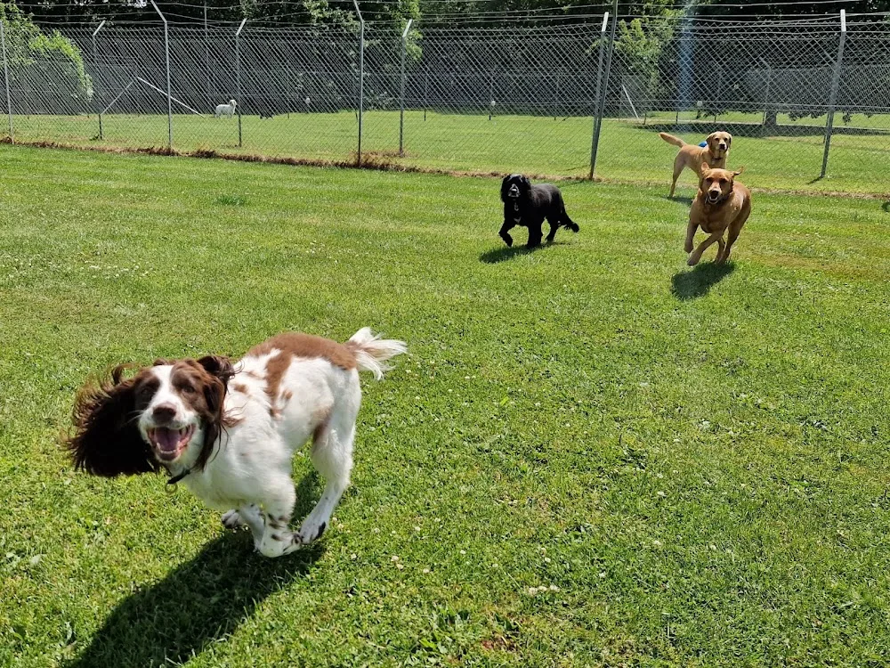 BCK Brandesburton Cattery and Kennels - East Riding of Yorkshire pet otel