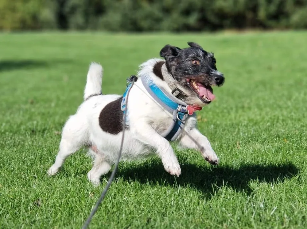 BCK Brandesburton Cattery and Kennels - East Riding of Yorkshire pet otel görseli 3