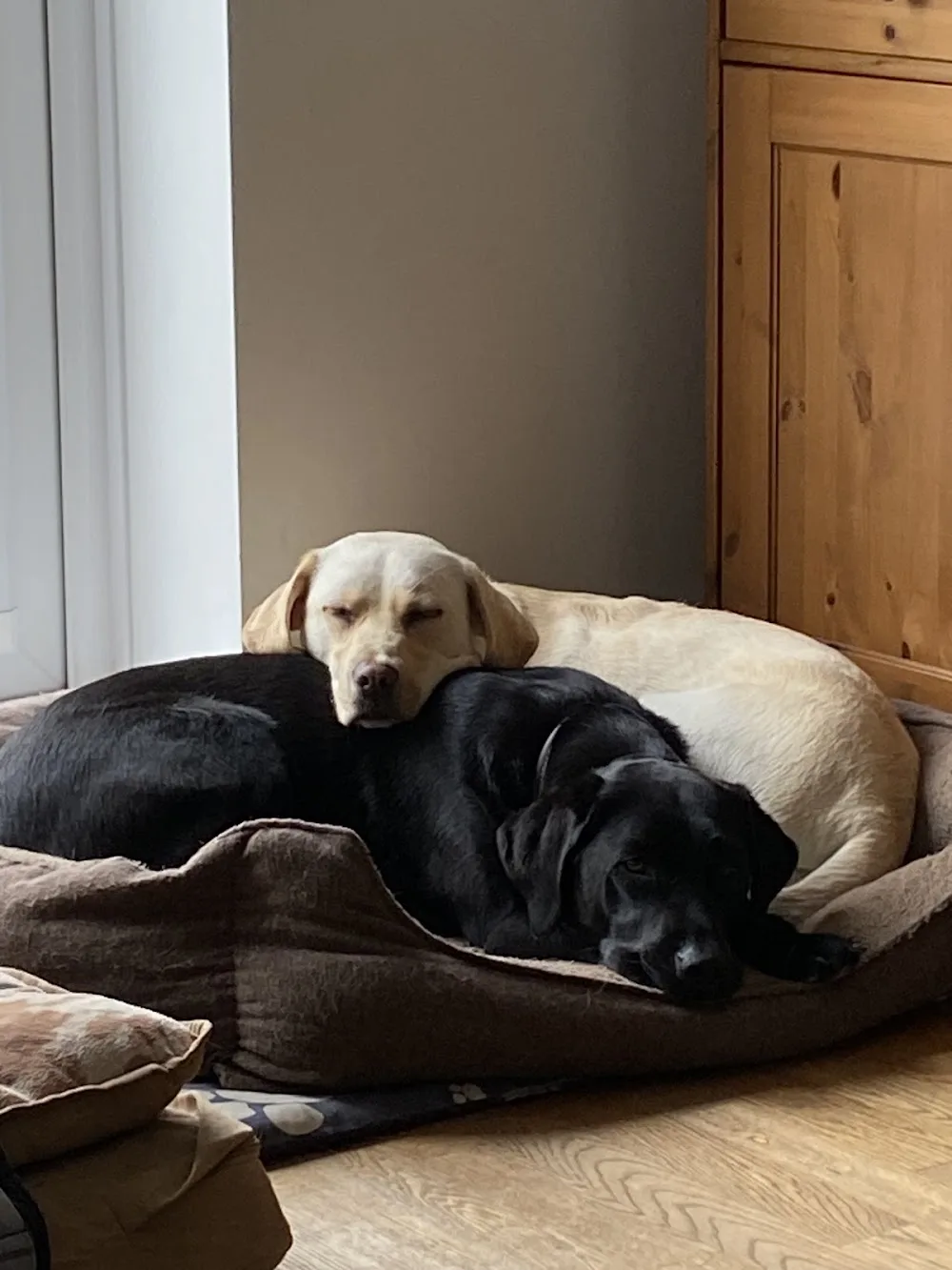 Bed n Biscuits - East Riding of Yorkshire pet otel görseli 3