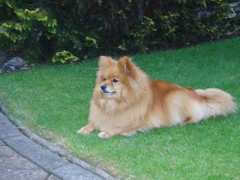 Bide A While for Dogs - East Riding of Yorkshire pet otel görseli 2