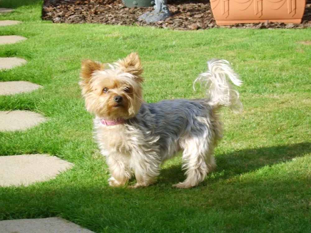 Bide A While for Dogs - East Riding of Yorkshire pet otel görseli 3