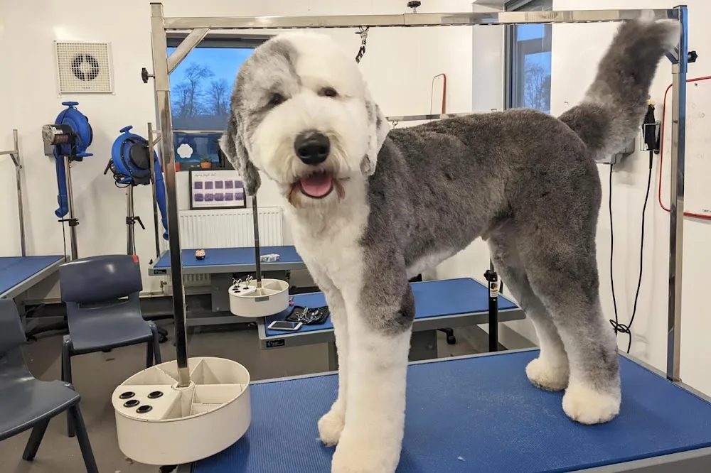 Bishop Burton Kennels and Dog Grooming - East Riding of Yorkshire pet otel
