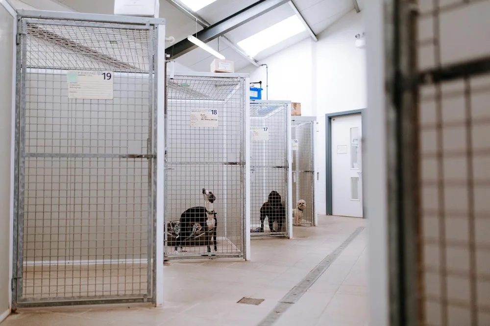 Bishop Burton Kennels and Dog Grooming - East Riding of Yorkshire pet otel görseli 3